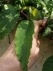 Phytolacca americana