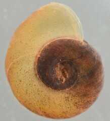Gyraulus costulatus