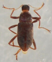 Pseudomacronychus