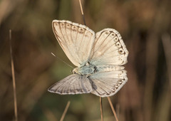 Polyommatus albicans