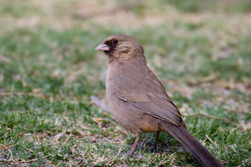 Abert's Towhee