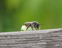 Megachile versicolor