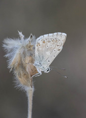 Polyommatus albicans