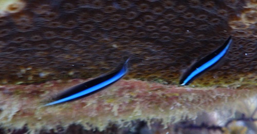 Photo of Neon goby (Elacatinus oceanops)