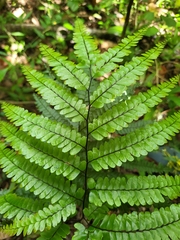 Adiantum pyramidale