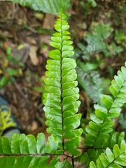 Adiantum pyramidale