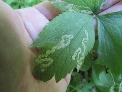 Phytomyza canadensis