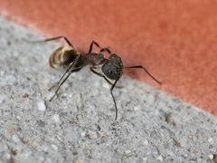 Camponotus rubrithorax