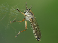 Neomochtherus pallipes