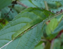 Euplexia