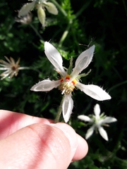 Blumenbachia insignis