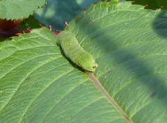Euplexia