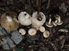 Lactarius maculatipes