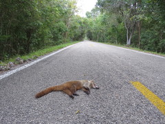 Nasua narica yucatanica