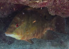 Lachnolaimus maximus