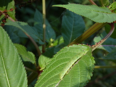 Euplexia