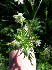 Blumenbachia insignis