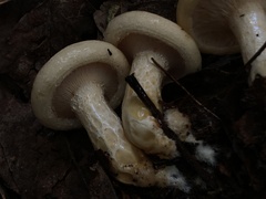 Lactarius maculatipes