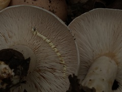 Lactarius maculatipes