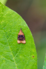 Platynota flavedana
