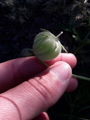 Blumenbachia insignis