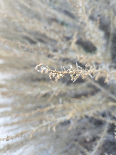 iNaturalist observation photo of California sagebrush