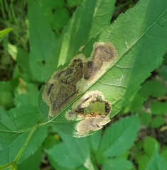 Calycomyza vogelmanni