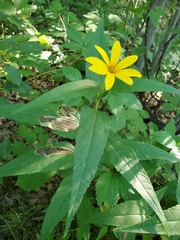 Calycomyza vogelmanni
