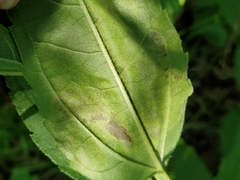 Calycomyza vogelmanni