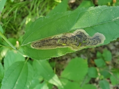 Calycomyza vogelmanni