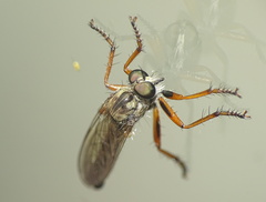 Neomochtherus pallipes