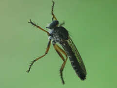 Neomochtherus pallipes