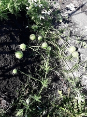 Blumenbachia insignis