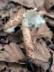 Lepiota eriophora