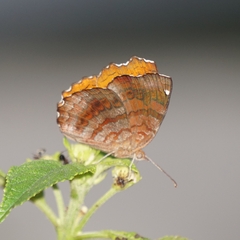 Ariadne ariadne