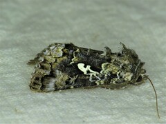 Syngrapha cryptica
