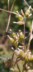 Cuscuta lehmanniana