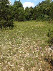 Grindelia lanceolata