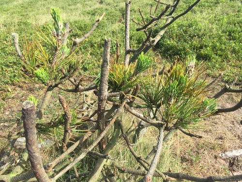 Pinus sylvestris observed 2022-08-14