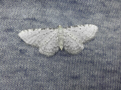 Eupithecia cretaceata
