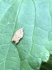 Acleris emargana