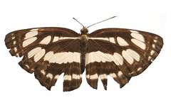 Neptis hylas