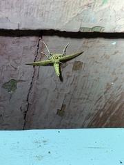 Polygrammodes flavidalis