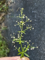 Galium asprellum