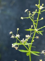 Galium asprellum