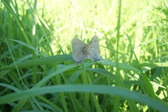 Satyrium acadica