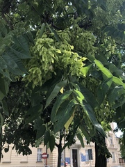 Ailanthus