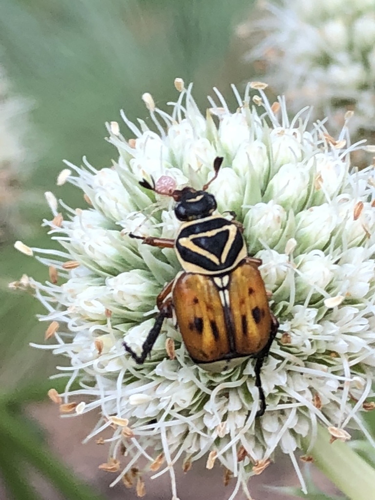 Delta Flower Scarab