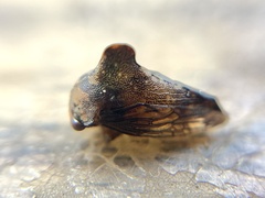 Telamona decorata