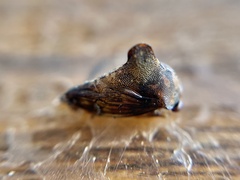 Telamona decorata